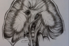 Diaphragm-sketch